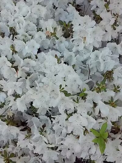 George Street Park - Cedar Grove, NJ