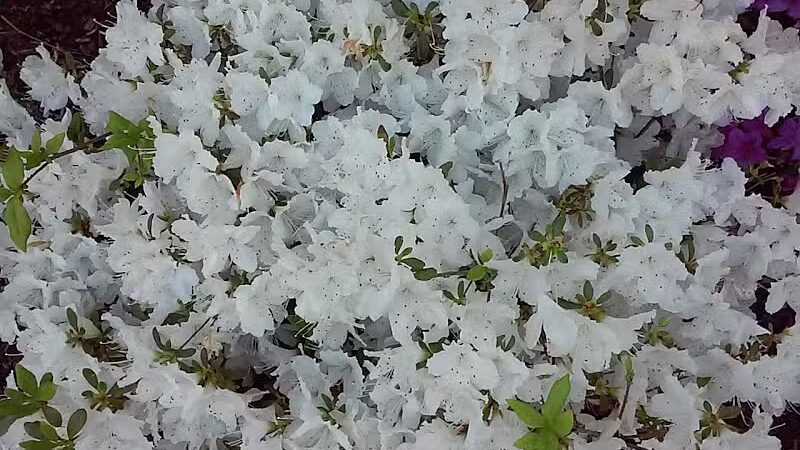 George Street Park - Cedar Grove, NJ