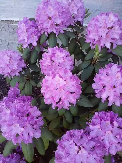 George Street Park - Cedar Grove, NJ