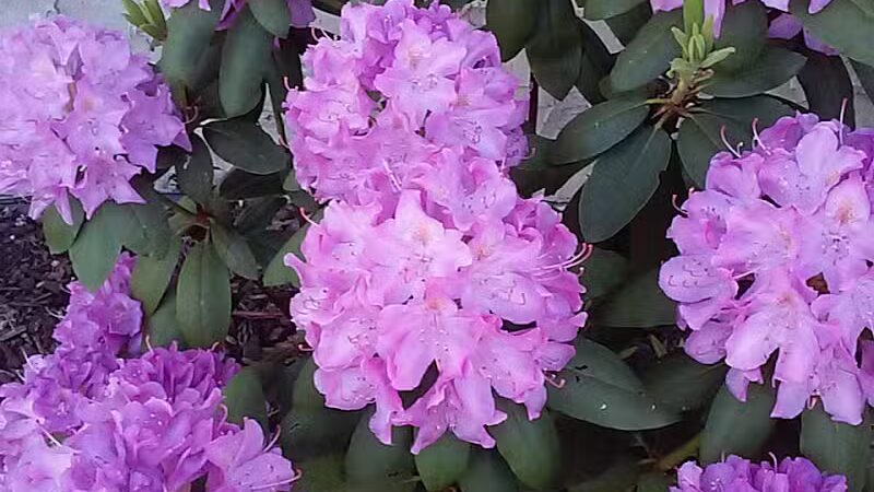 George Street Park - Cedar Grove, NJ