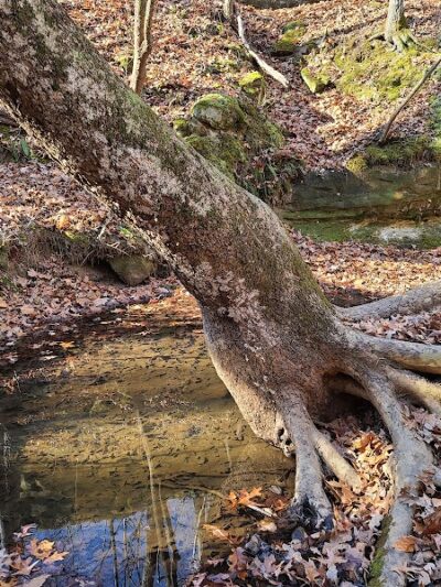 Don Robinson State Park - Cedar Hill, MO