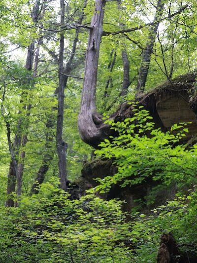Sandstone Canyon Trail Trailhead - Cedar Hill, MO