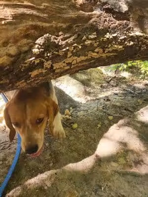 Sandstone Canyon Trail Trailhead - Cedar Hill, MO