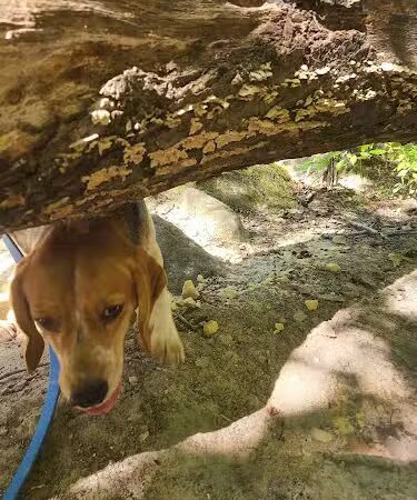 Sandstone Canyon Trail Trailhead - Cedar Hill, MO