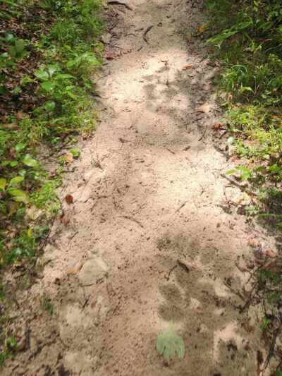 Sandstone Canyon Trail Trailhead - Cedar Hill, MO