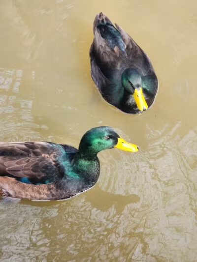 Center Park - Center, TX