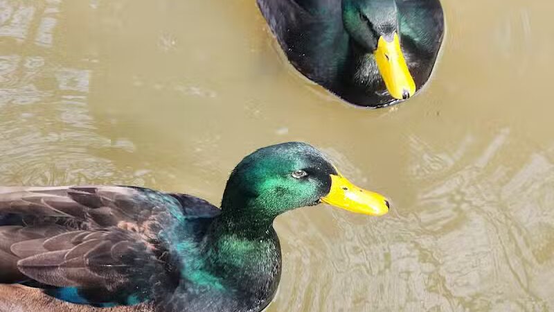 Center Park - Center, TX