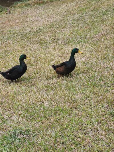 Center Park - Center, TX