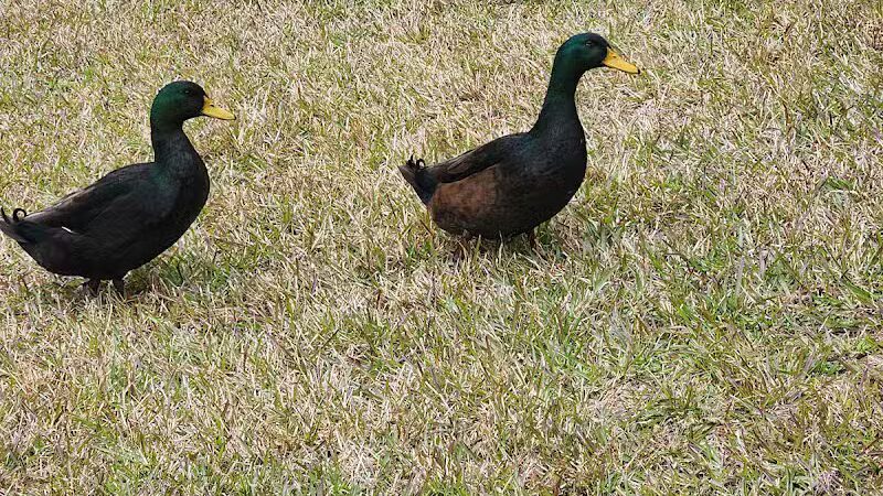 Center Park - Center, TX