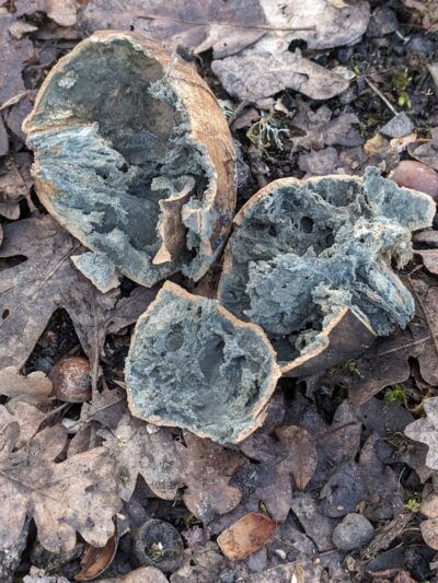 Fort Borst Park Dog Park