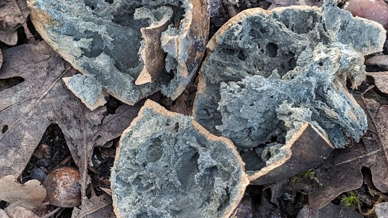 Fort Borst Park Dog Park