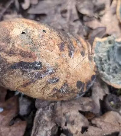 Fort Borst Park Dog Park