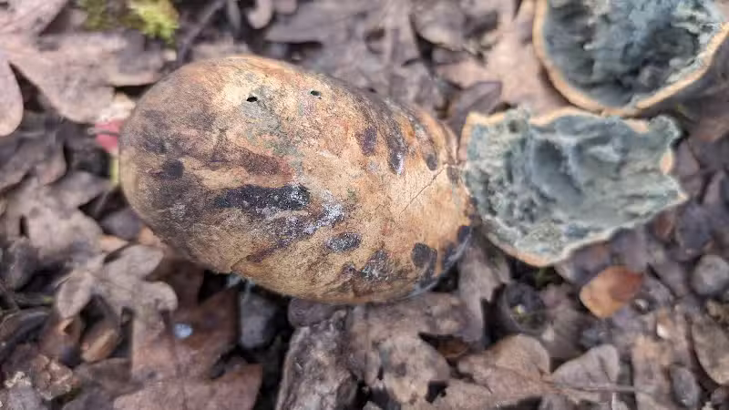 Fort Borst Park Dog Park