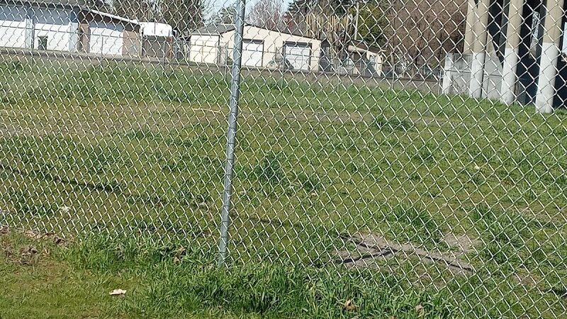 South Gold Street dog park