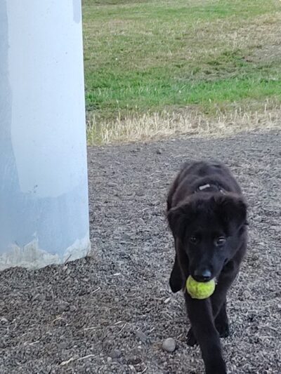 South Gold Street dog park