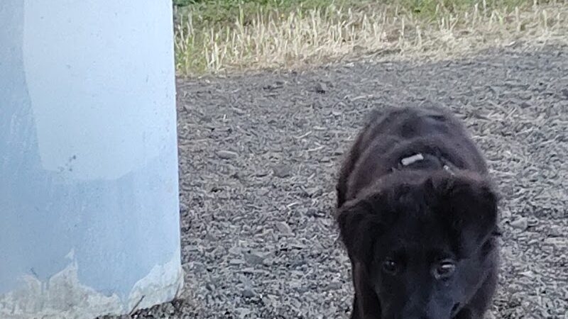 South Gold Street dog park