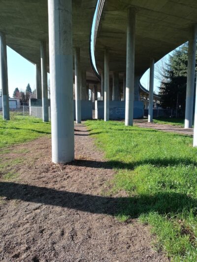 South Gold Street dog park