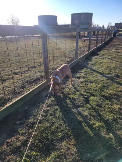 Champaign Bark District (Private/Members Only) - Champaign, IL