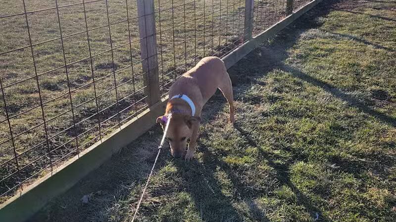 Champaign Bark District (Private/Members Only) - Champaign, IL