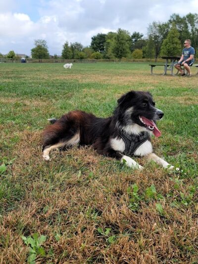 Champaign Bark District (Private/Members Only) - Champaign, IL