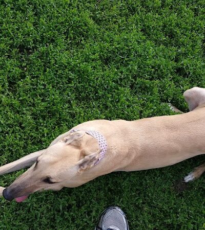 Champaign Bark District (Private/Members Only) - Champaign, IL