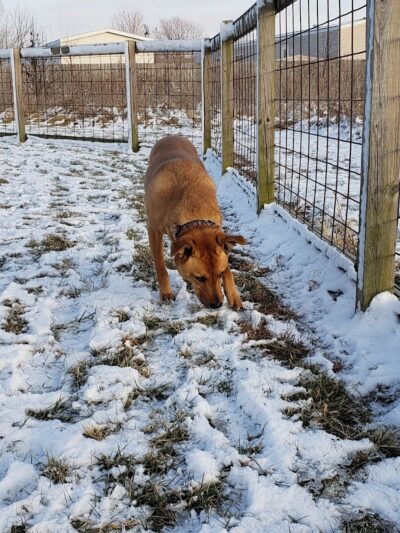 Champaign Bark District (Private/Members Only) - Champaign, IL