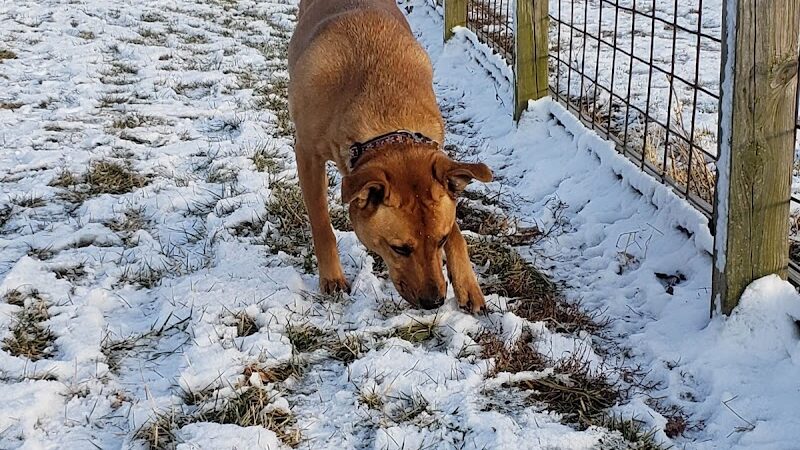 Champaign Bark District (Private/Members Only) - Champaign, IL