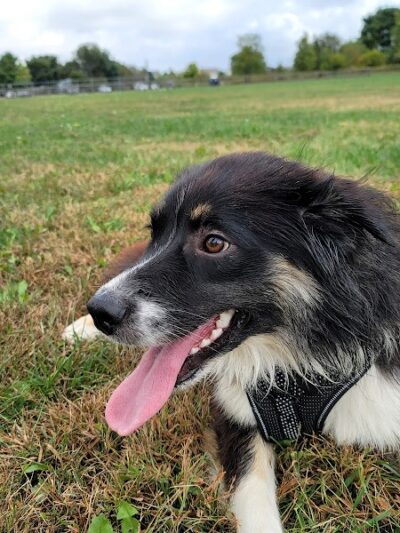 Champaign Bark District (Private/Members Only) - Champaign, IL