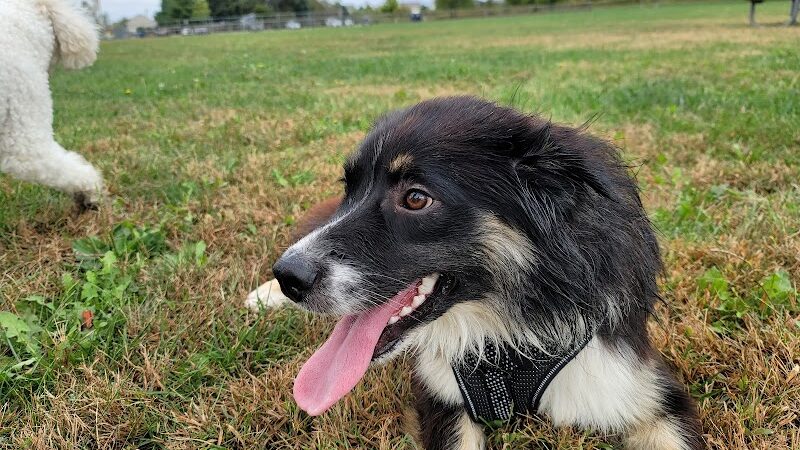 Champaign Bark District (Private/Members Only) - Champaign, IL