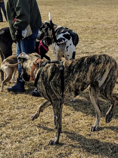 Champaign Bark District (Private/Members Only) - Champaign, IL