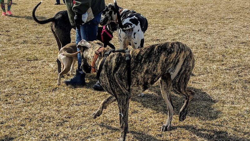 Champaign Bark District (Private/Members Only) - Champaign, IL