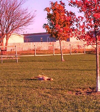 Champaign Bark District (Private/Members Only) - Champaign, IL