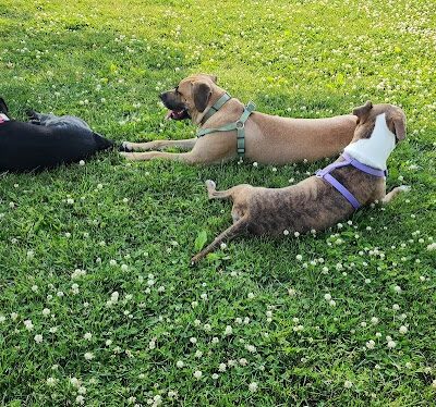 Champaign Bark District (Private/Members Only) - Champaign, IL