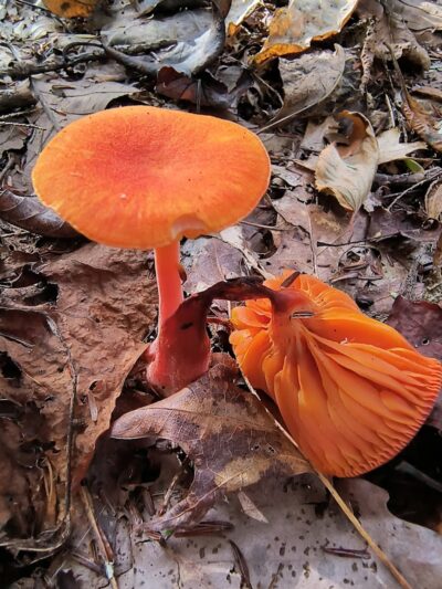 Indian Creek Valley Rail Trail - Champion Trailhead - Champion, PA