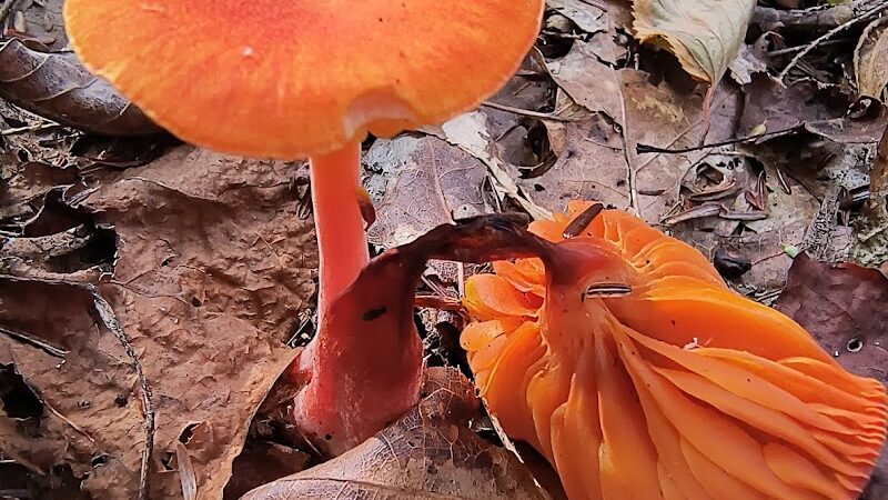 Indian Creek Valley Rail Trail - Champion Trailhead - Champion, PA