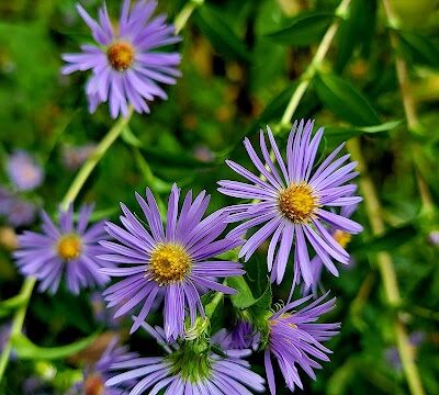 Indian Creek Valley Rail Trail - Champion Trailhead - Champion, PA