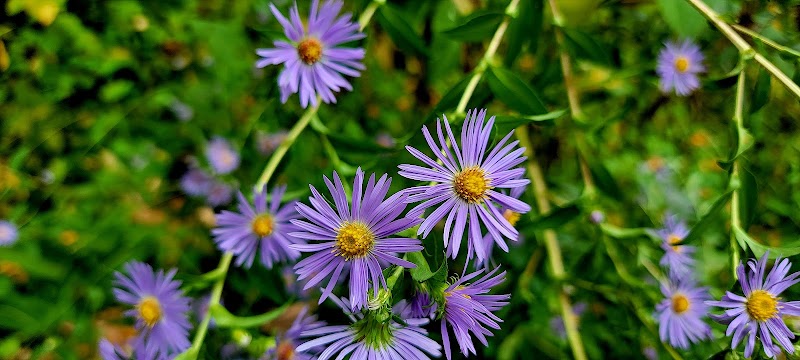 Indian Creek Valley Rail Trail - Champion Trailhead - Champion, PA