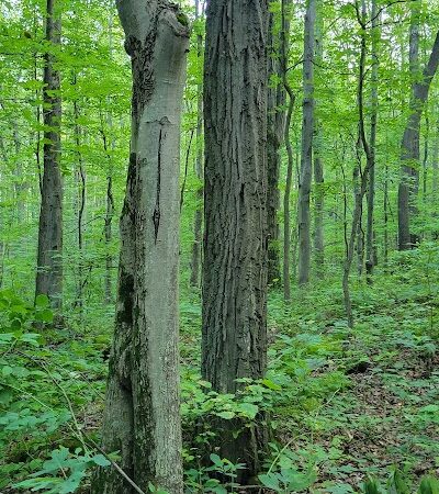 Roaring Run Natural Area - Champion, PA