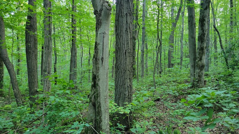 Roaring Run Natural Area - Champion, PA