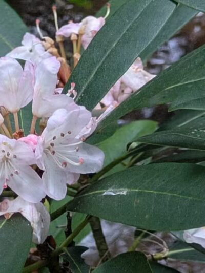 Roaring Run Natural Area - Champion, PA