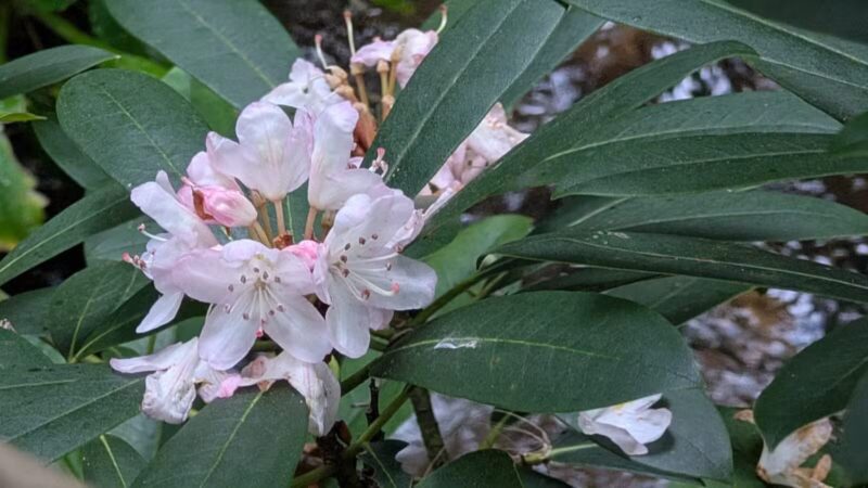 Roaring Run Natural Area - Champion, PA