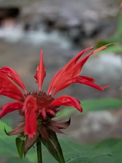 Roaring Run Natural Area - Champion, PA