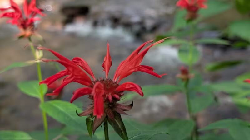 Roaring Run Natural Area - Champion, PA