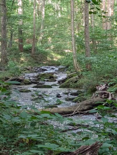 Roaring Run Natural Area - Champion, PA