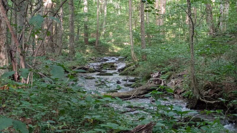 Roaring Run Natural Area - Champion, PA