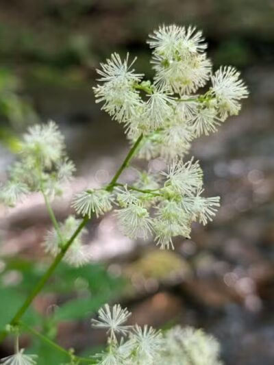 Roaring Run Natural Area - Champion, PA
