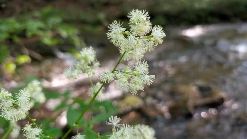 Roaring Run Natural Area - Champion, PA