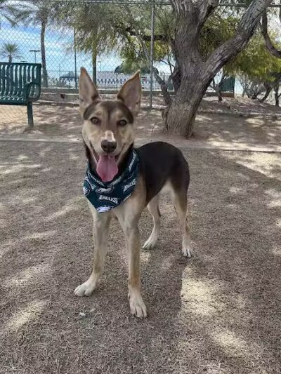 Nozomi Dog Park - Chandler, AZ