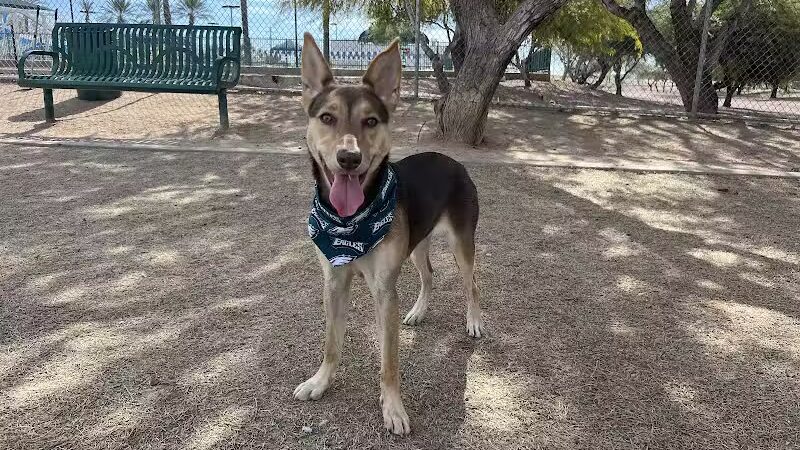 Nozomi Dog Park - Chandler, AZ