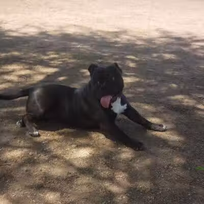 Nozomi Dog Park - Chandler, AZ